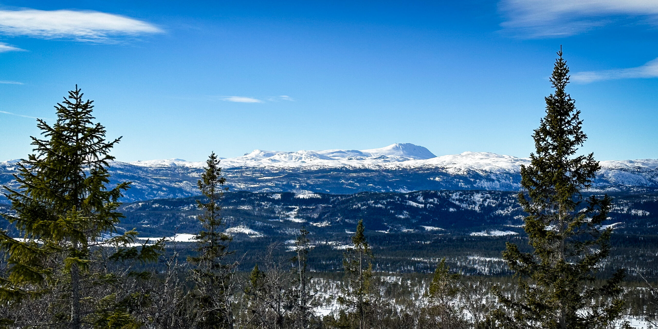 Wilderness Guide Boreal Forest – Boreal forest landscape in Scandinavia