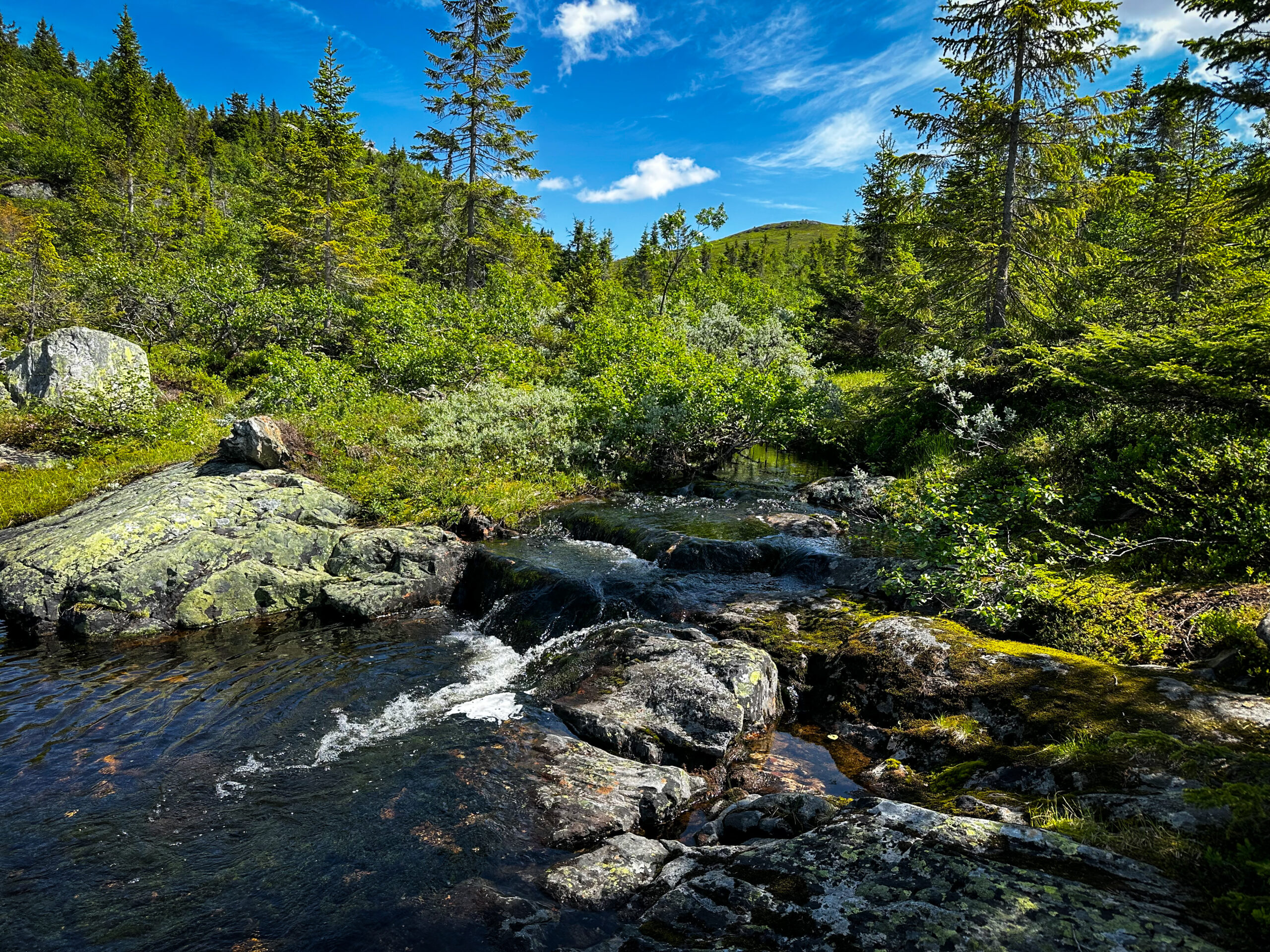 Wilderness Guide Boreal Forest – dense forest navigation