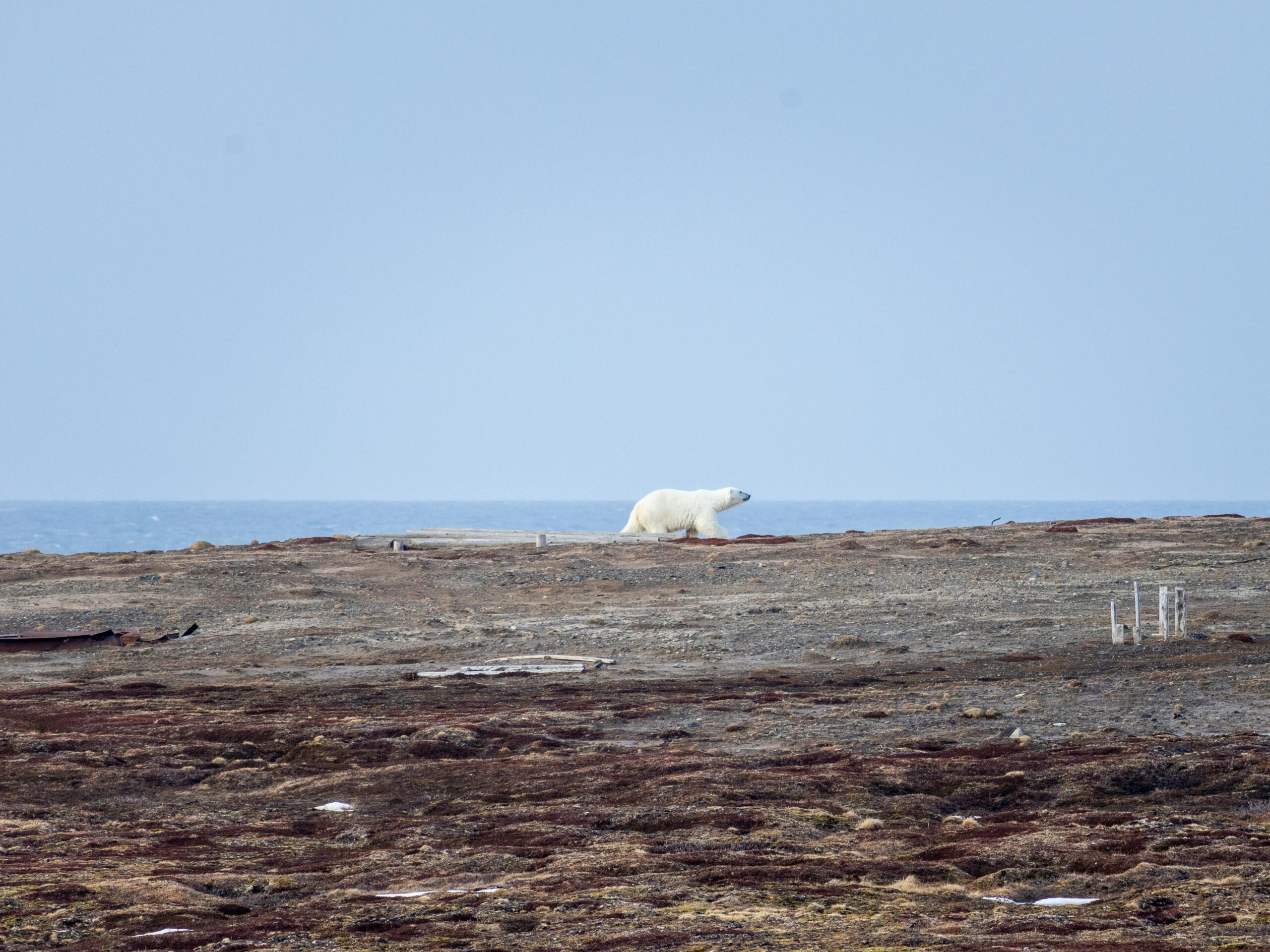Wilderness Guide Arctic Canada – remote Arctic landscape