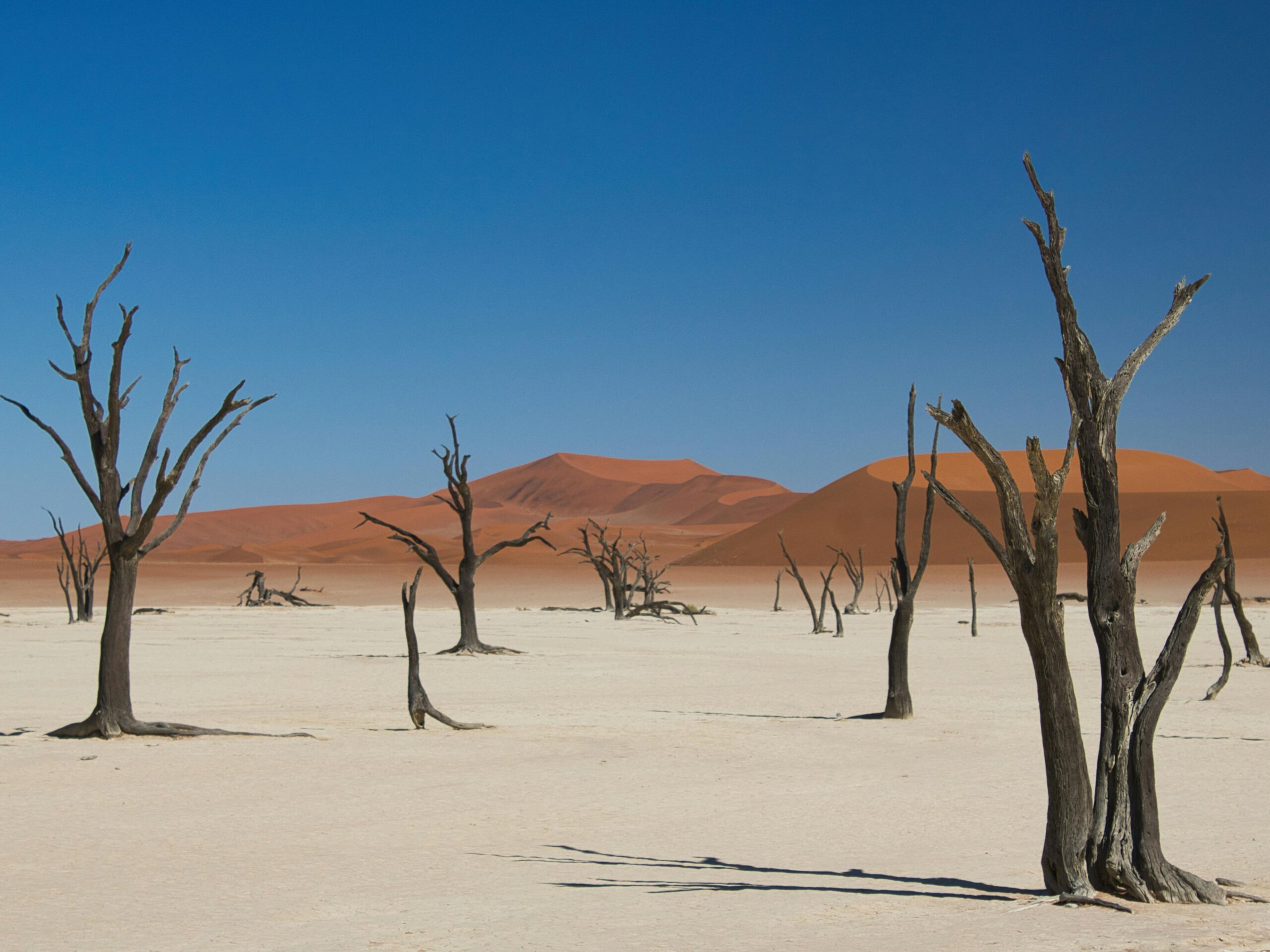 Wilderness Guide Desert Africa – arid plains, dead trees and dunes