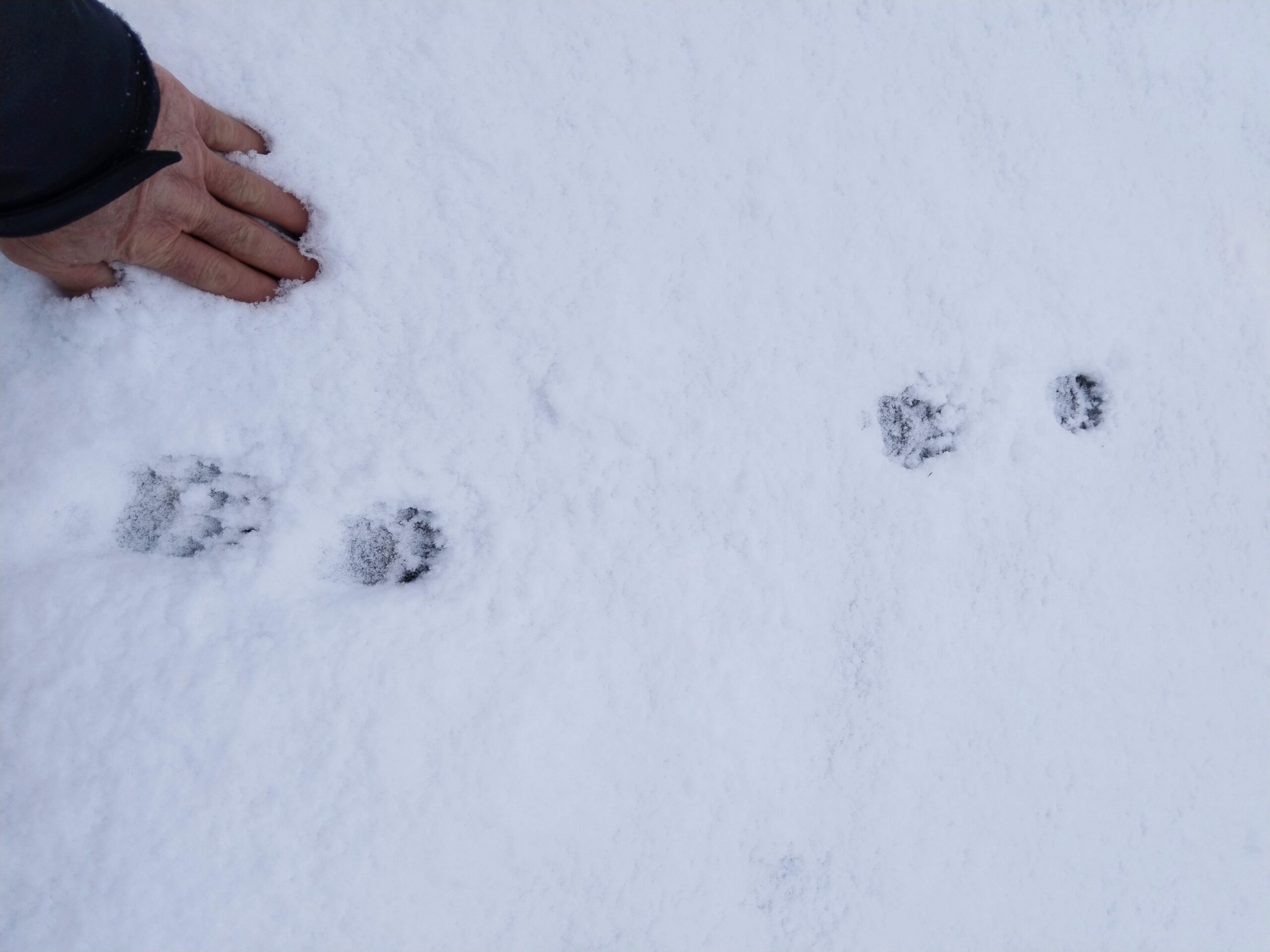 Bigtime Aventura - tracking